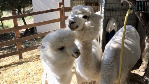 Docili, "soffici", dalla lana pregiata: sono gli alpaca. E in Basilicata c'� chi li alleva
